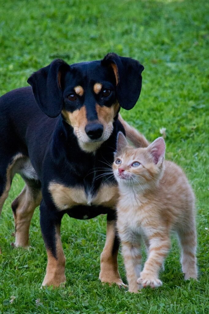 cat, dog, animals-71494.jpg